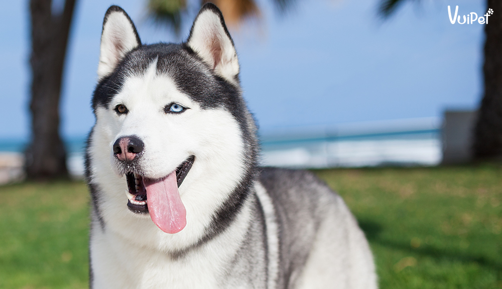 Giá chó Husky bao nhiêu? Có hay không chó Husky giá 450k?