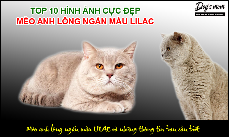 Mèo Anh Lông Ngắn Màu Lilac