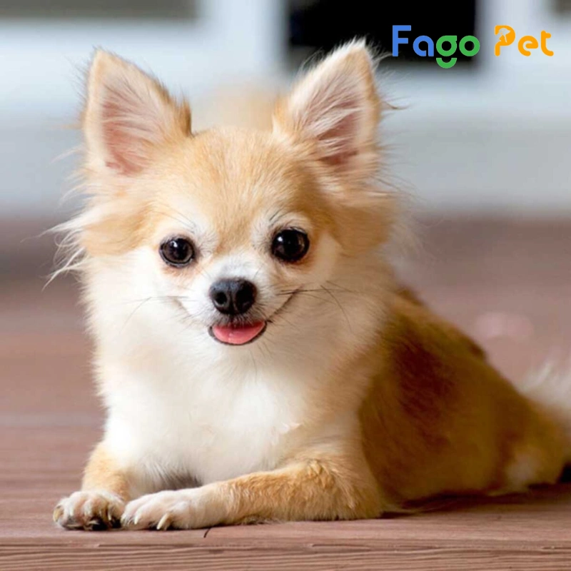 #Giá Chó Chihuahua Bao Nhiêu? Những Yếu Tố Ảnh Hưởng Đến Giá