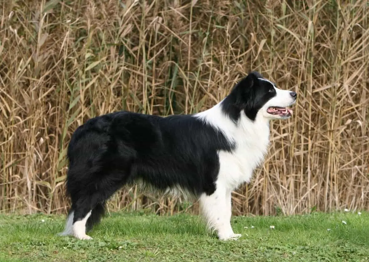 Mua Bán Chó Chăn Cừu Border Collie Thông Minh, Giá Rẻ Toàn quốc