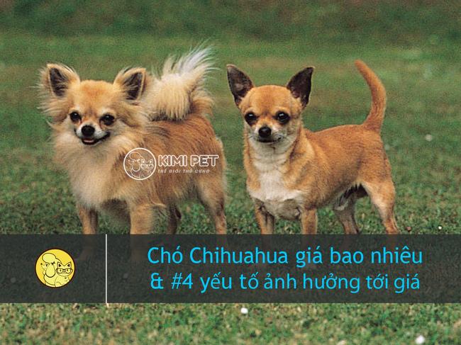 [TIẾT LỘ] Giá chó Chihuahua và #4 yếu tố ảnh hưởng tới giá