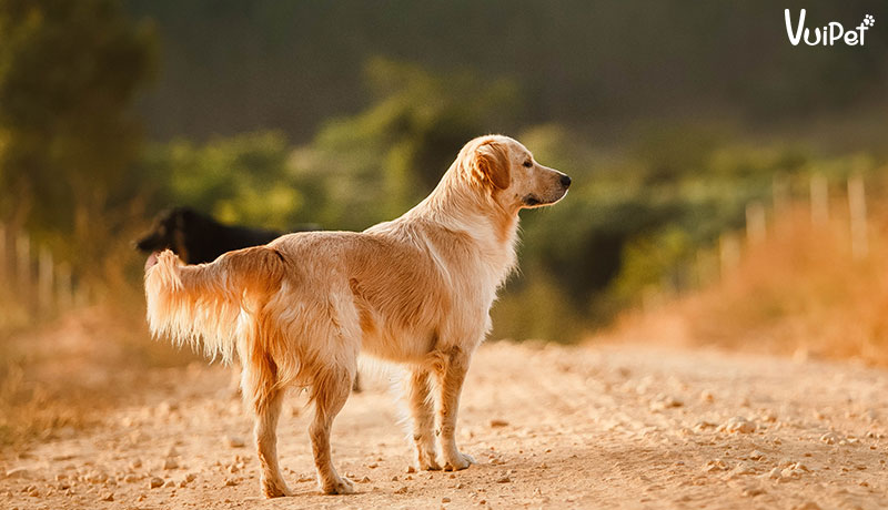 8 điều PHẢI biết trước khi nuôi Chó Gâu Đần - Golden Retriever