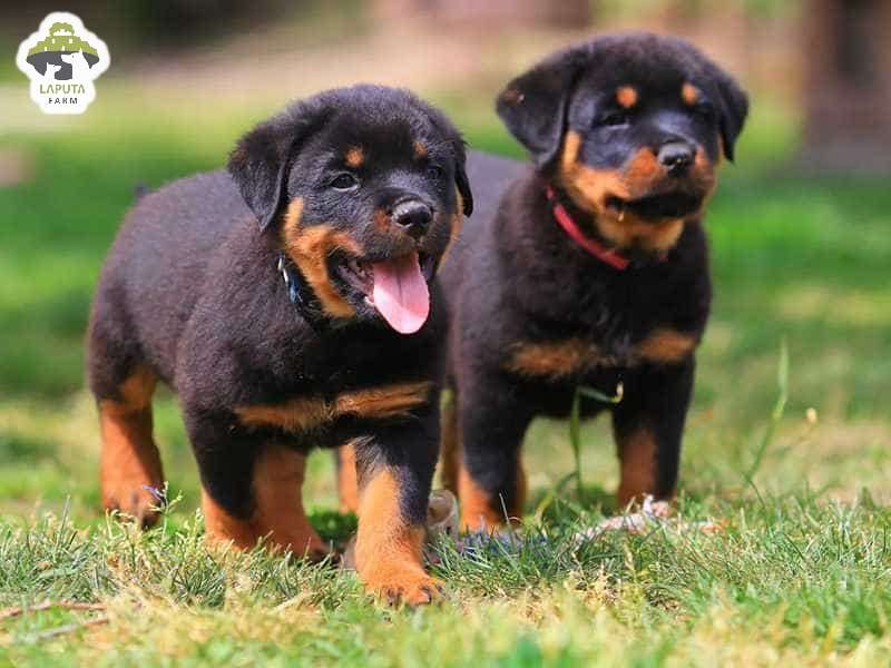 Chó Rottweiler giá bao nhiêu? Địa chỉ mua chó Rotti uy tín