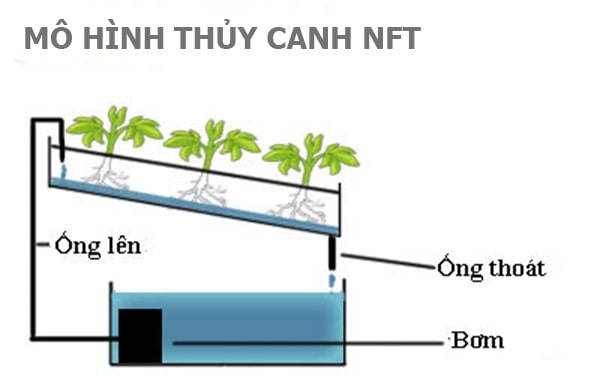 Rau Thủy Canh Là Gì? Thủy Canh Hồi Lưu Là Gì? Yen Farm