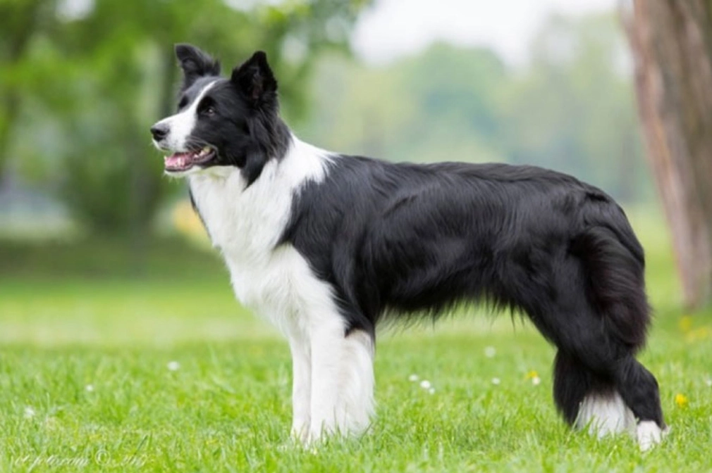 Mua Bán Chó Chăn Cừu Border Collie Thông Minh, Giá Rẻ Toàn quốc