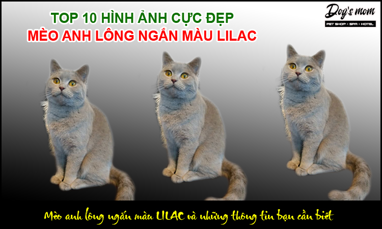 Mèo Anh Lông Ngắn Màu Lilac