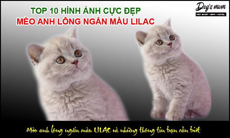 Mèo Anh Lông Ngắn Màu Lilac