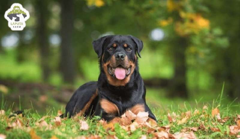 Chó Rottweiler giá bao nhiêu? Địa chỉ mua chó Rotti uy tín