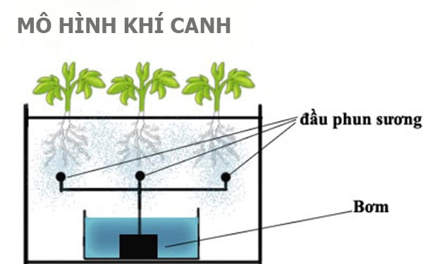 Rau Thủy Canh Là Gì? Thủy Canh Hồi Lưu Là Gì? Yen Farm