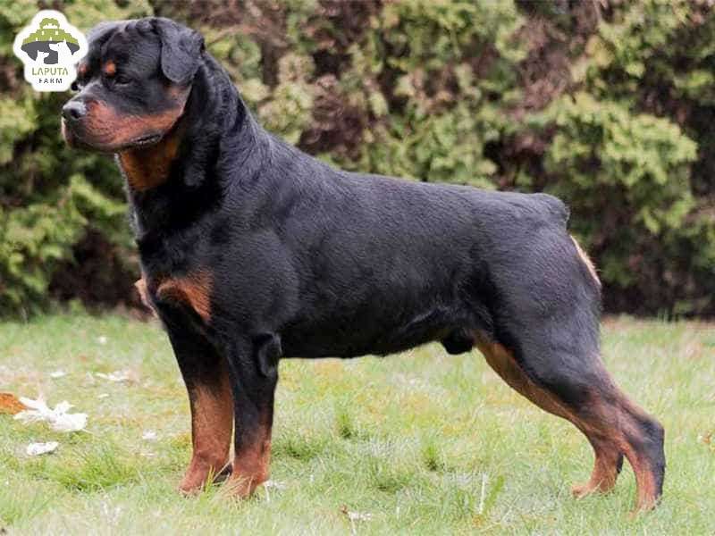 Chó Rottweiler giá bao nhiêu? Địa chỉ mua chó Rotti uy tín