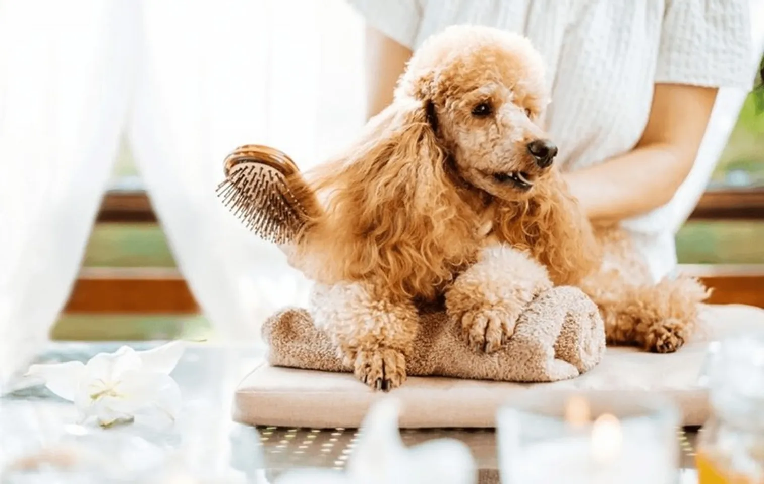 Hướng dẫn cách cắt tỉa lông chó Poodle đẹp tại nhà vừa rẻ vừa dễ