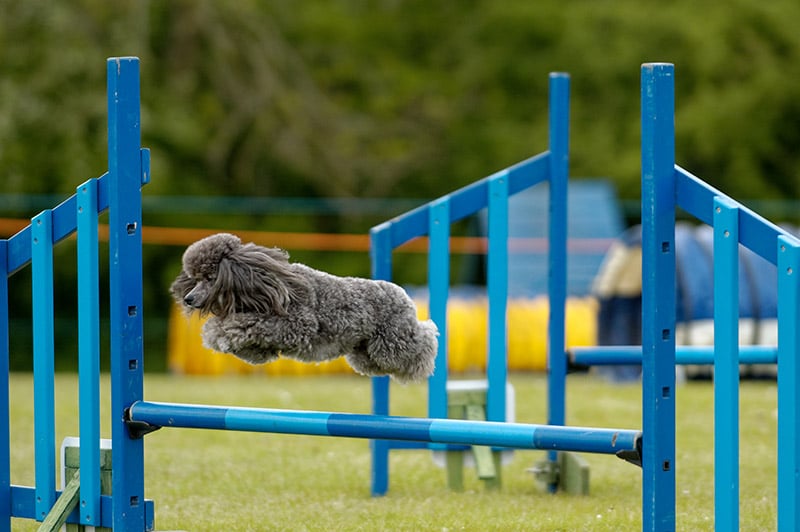 Miniature Poodle Dog Breed: Info, Pictures, Care, Traits & More - Dogster