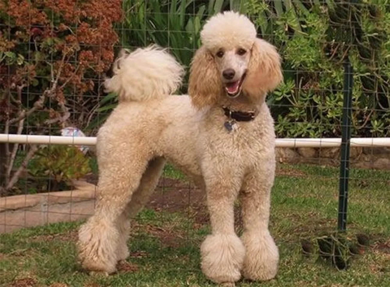 Hướng dẫn cách cắt tỉa lông chó Poodle đẹp tại nhà vừa rẻ vừa dễ