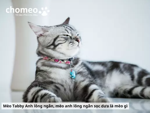 Mèo Anh lông ngắn Tabby, mèo sọc dưa thông tin đặc điểm