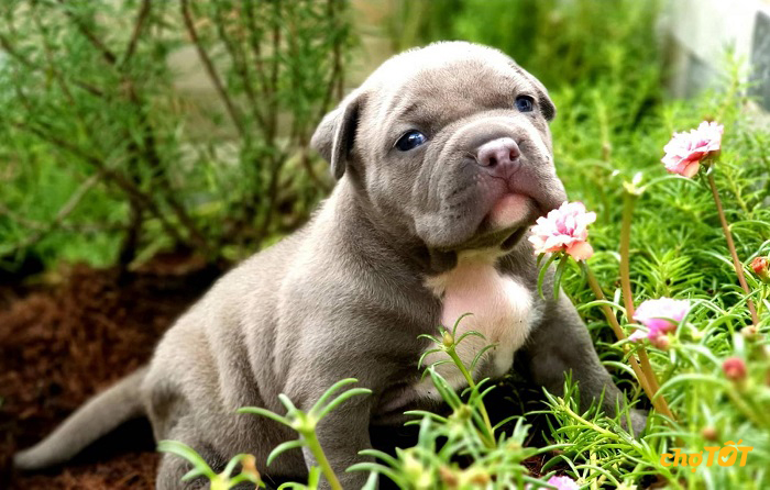 Mua Bán Chó Bully Mỹ Lai, Thuần Chủng, American Bully Giá Rẻ