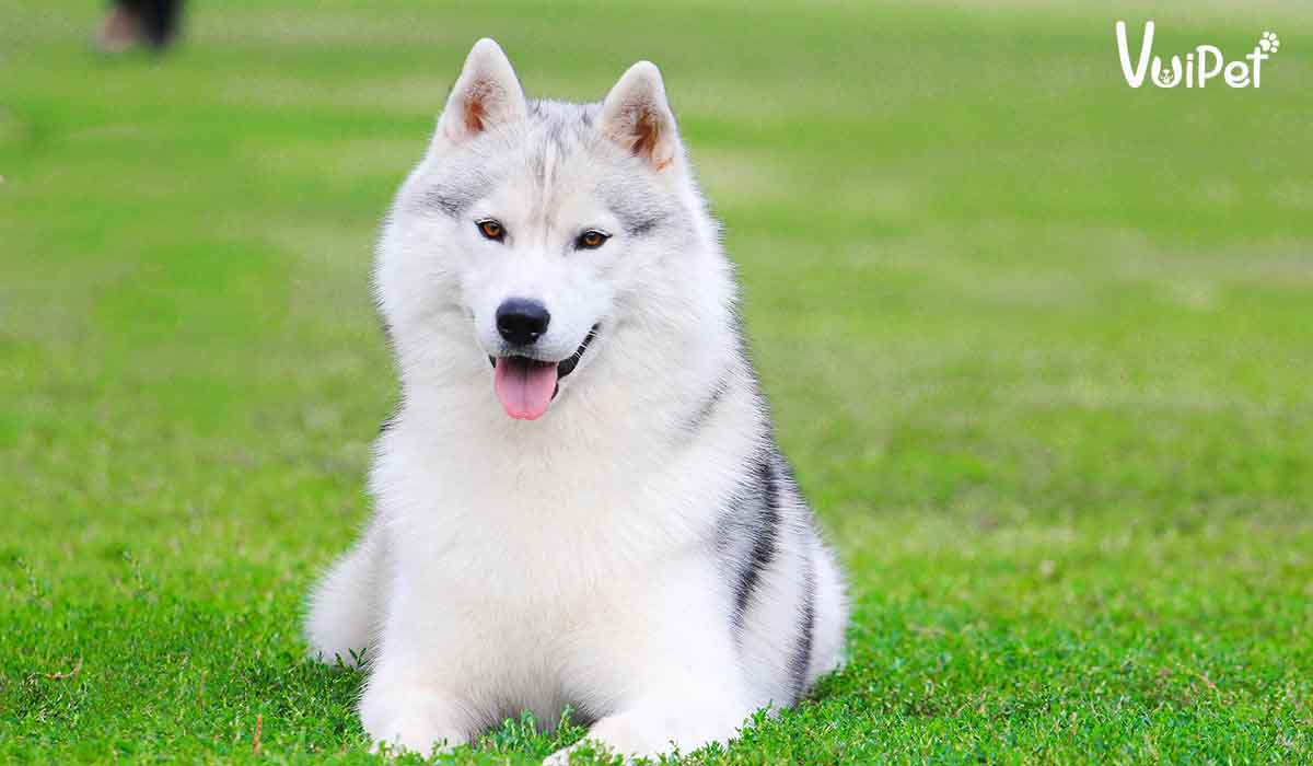 Giá chó Husky bao nhiêu? Có hay không chó Husky giá 450k?