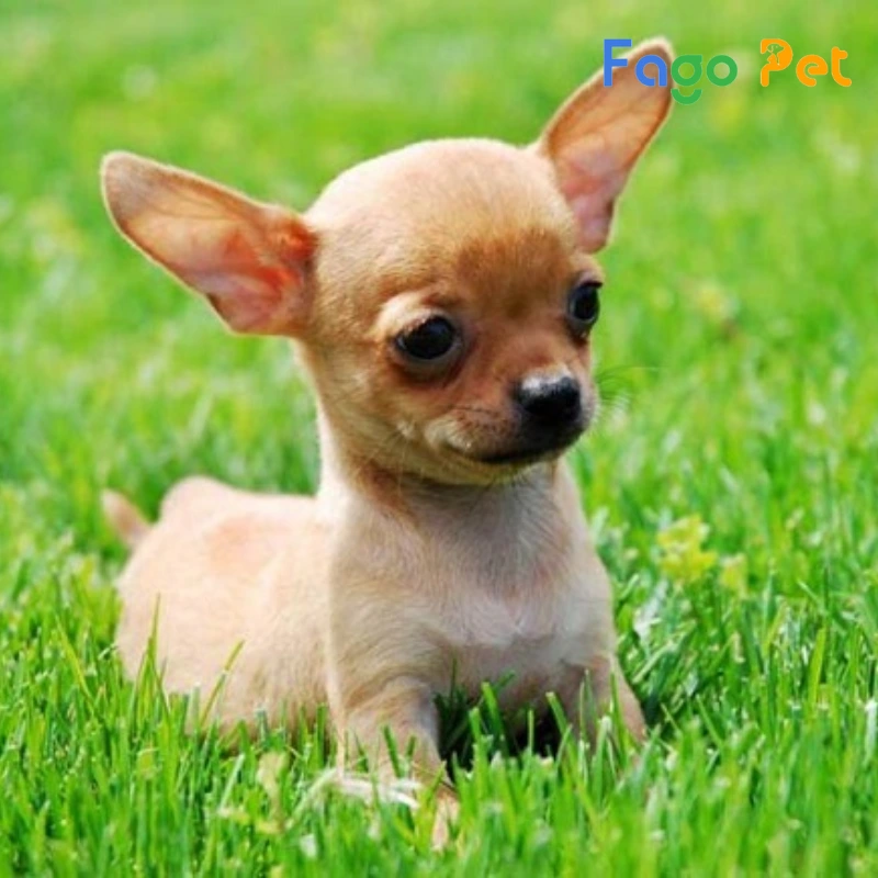 #Giá Chó Chihuahua Bao Nhiêu? Những Yếu Tố Ảnh Hưởng Đến Giá