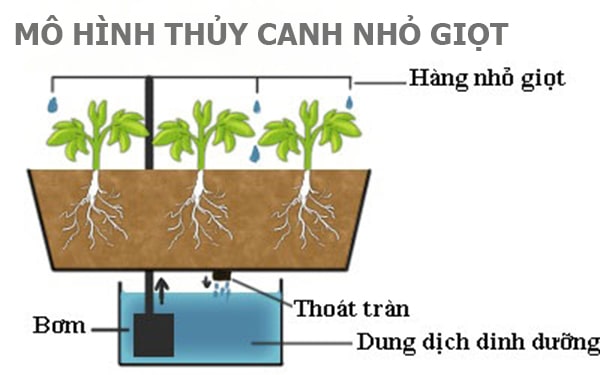 Rau Thủy Canh Là Gì? Thủy Canh Hồi Lưu Là Gì? Yen Farm