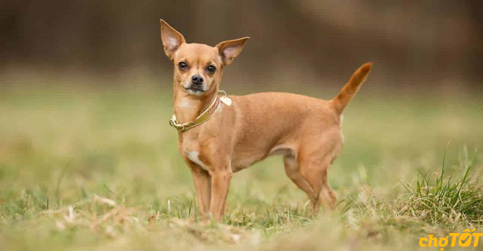 Chó Chihuahua Đẹp Khỏe Mạnh, Chó Lai, Thuần Chủng, Giá Rẻ