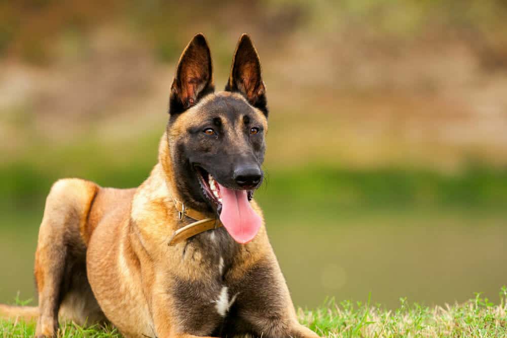 Chó Becgie Bỉ Malinois tại Trại Nhân Giống Chó Nghiệp Vụ