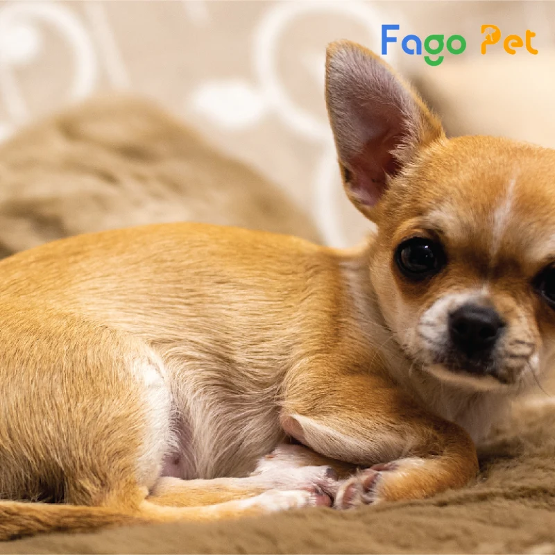 #Giá Chó Chihuahua Bao Nhiêu? Những Yếu Tố Ảnh Hưởng Đến Giá