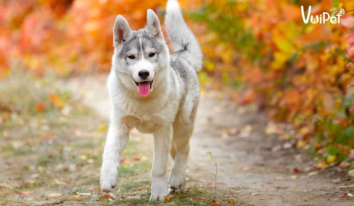 Giá chó Husky bao nhiêu? Có hay không chó Husky giá 450k?