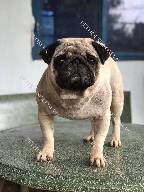 Chó Pug mặt xệ - Pet House - Cửa hàng thú cưng và phụ kiện