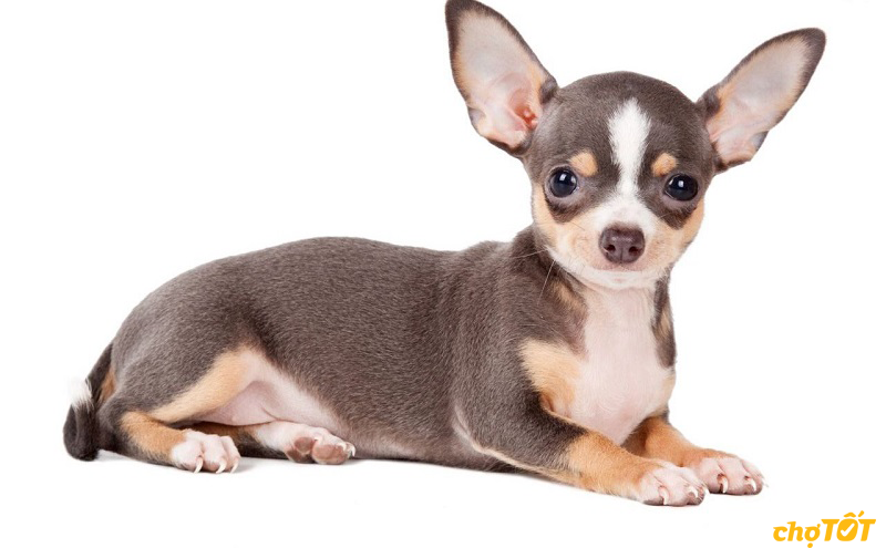 Chó Chihuahua Đẹp Khỏe Mạnh, Chó Lai, Thuần Chủng, Giá Rẻ