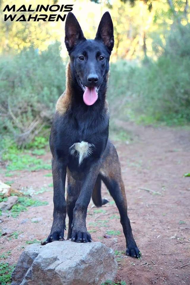 Giá chó giống Malinois ( Becgie Bỉ ) hiện nay tại nước ta