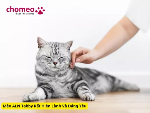 Mèo Anh lông ngắn Tabby, mèo sọc dưa thông tin đặc điểm