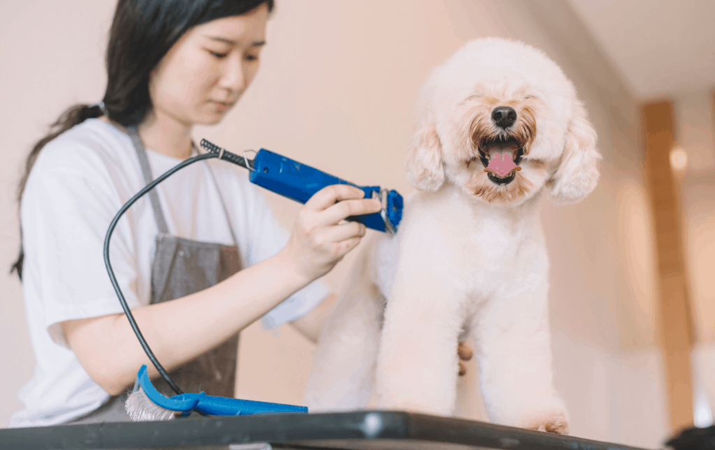 Caring For A Toy Poodle In Singapore: Diet, Grooming and Exercise Needs