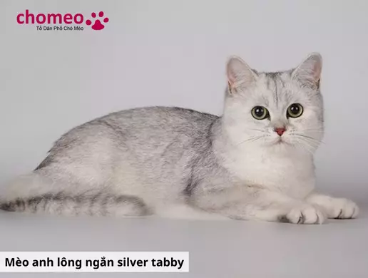 Mèo Anh lông ngắn Tabby, mèo sọc dưa thông tin đặc điểm