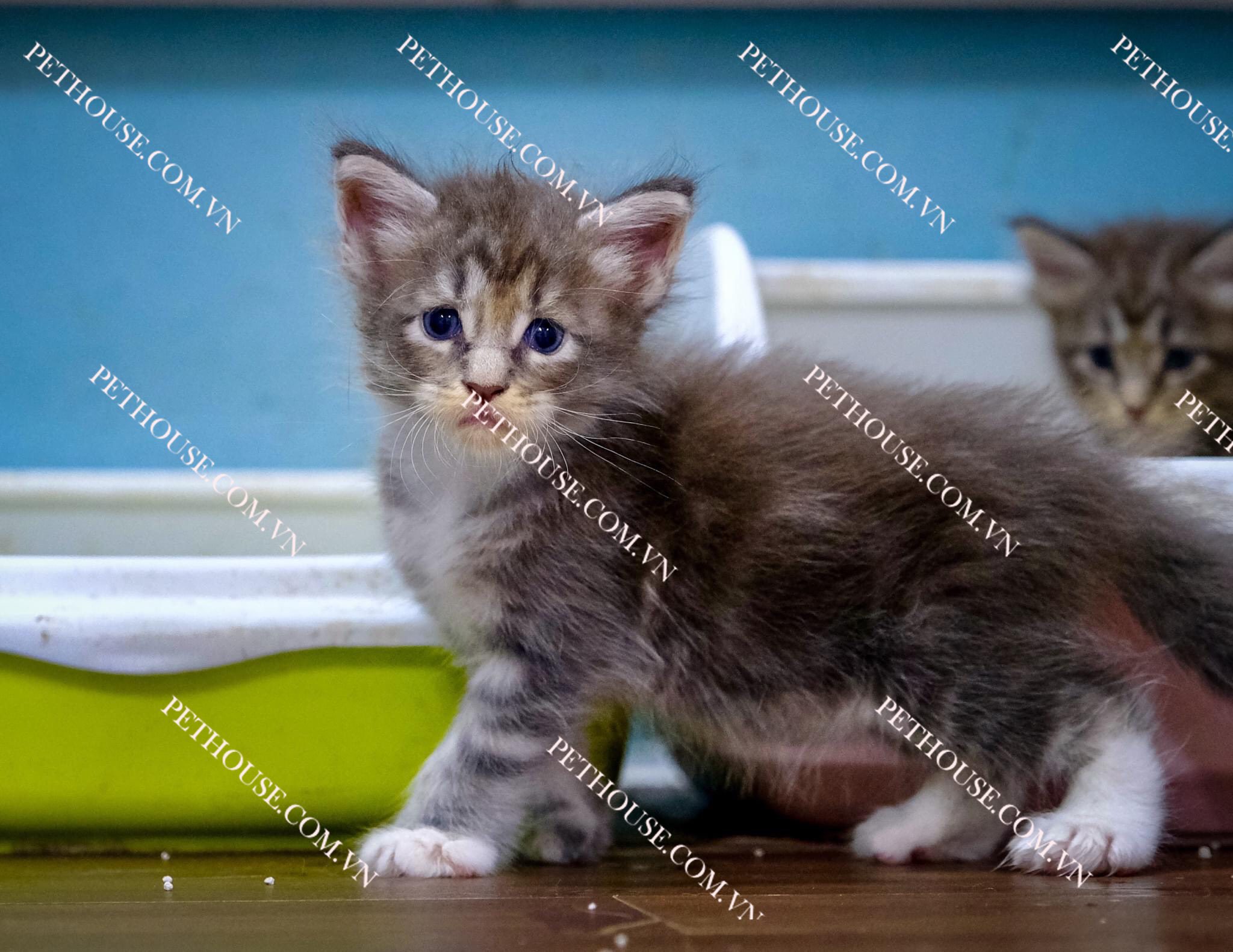 Mèo Maine Coon - Pet House - Cửa hàng thú cưng và phụ kiện