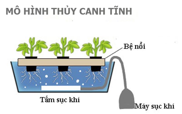 Rau Thủy Canh Là Gì? Thủy Canh Hồi Lưu Là Gì? Yen Farm