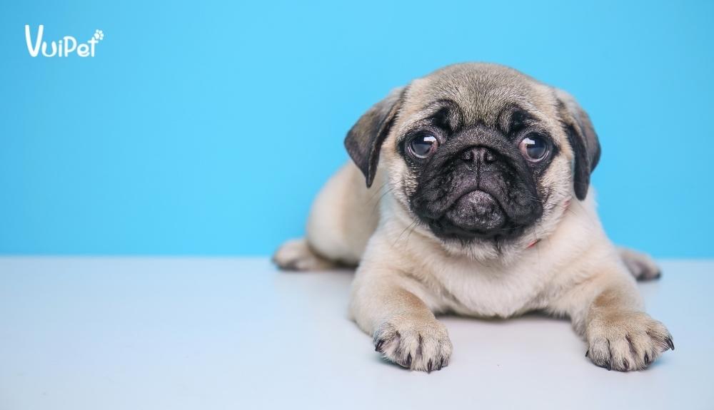 [Cảnh báo] Sự thật về Chó Pug Giá 500k, 1 triệu, 2 triệu, 200k