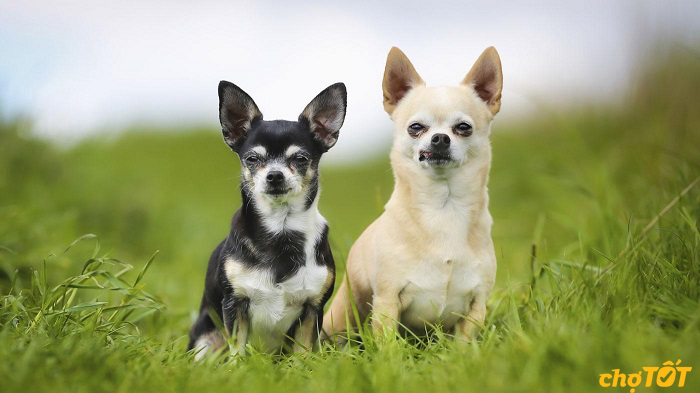 Chó Chihuahua Đẹp Khỏe Mạnh, Chó Lai, Thuần Chủng, Giá Rẻ