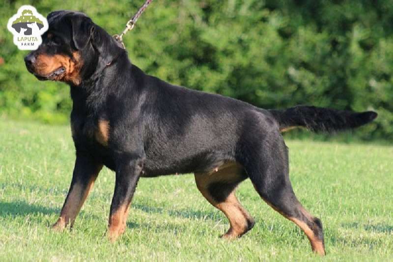 Chó Rottweiler giá bao nhiêu? Địa chỉ mua chó Rotti uy tín