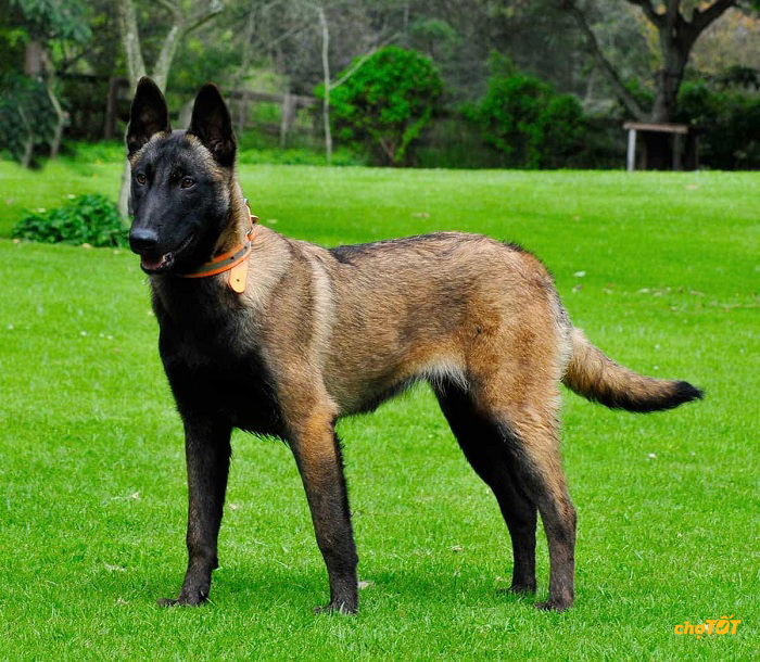 Mua Chó Malinois đẹp, Bán Chó chăn cừu Malinois thông minh giá RẺ