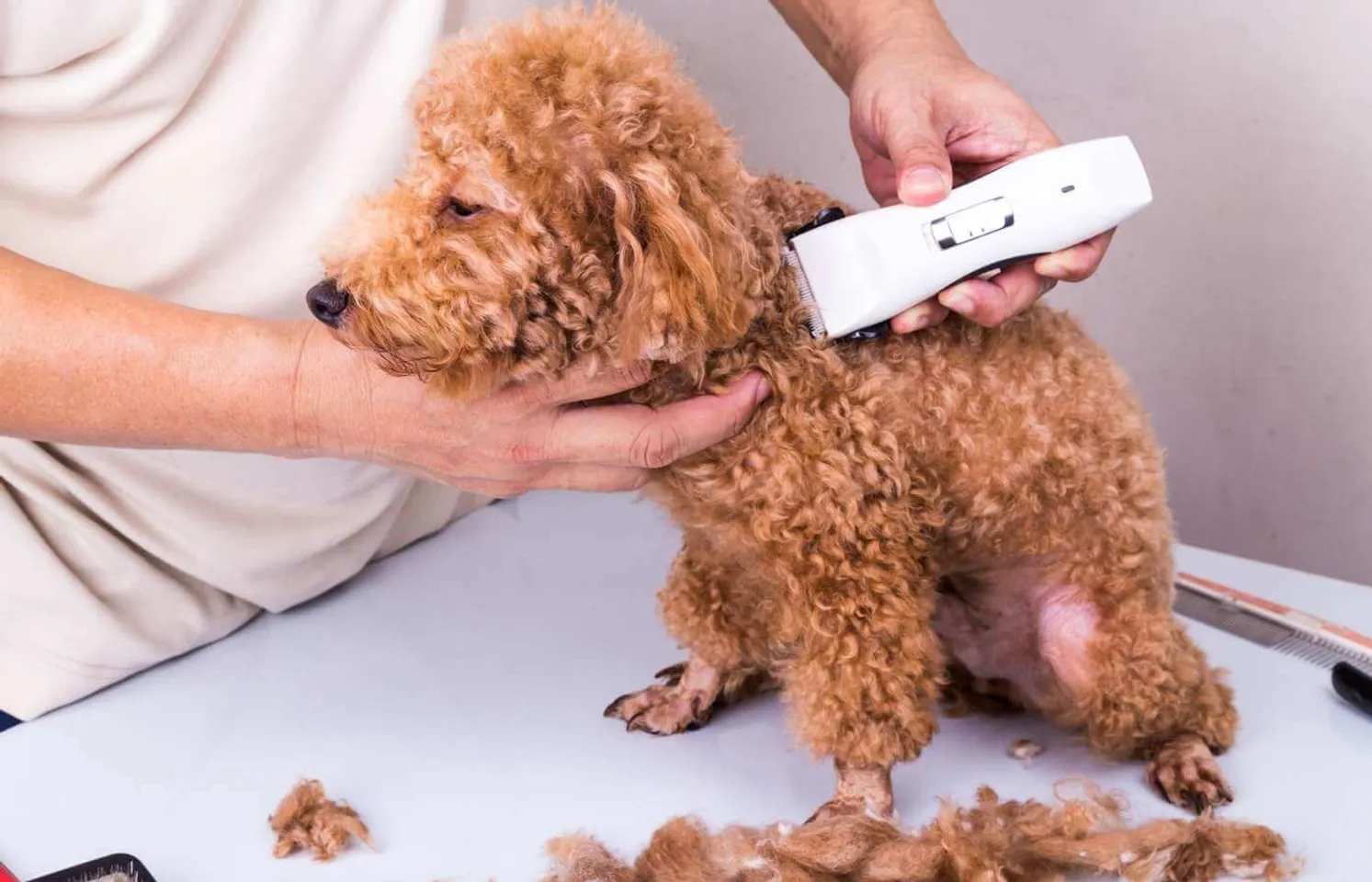 Hướng dẫn cách cắt tỉa lông chó Poodle đẹp tại nhà vừa rẻ vừa dễ