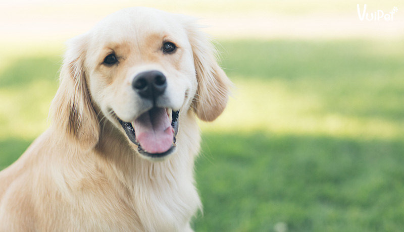 8 điều PHẢI biết trước khi nuôi Chó Gâu Đần - Golden Retriever