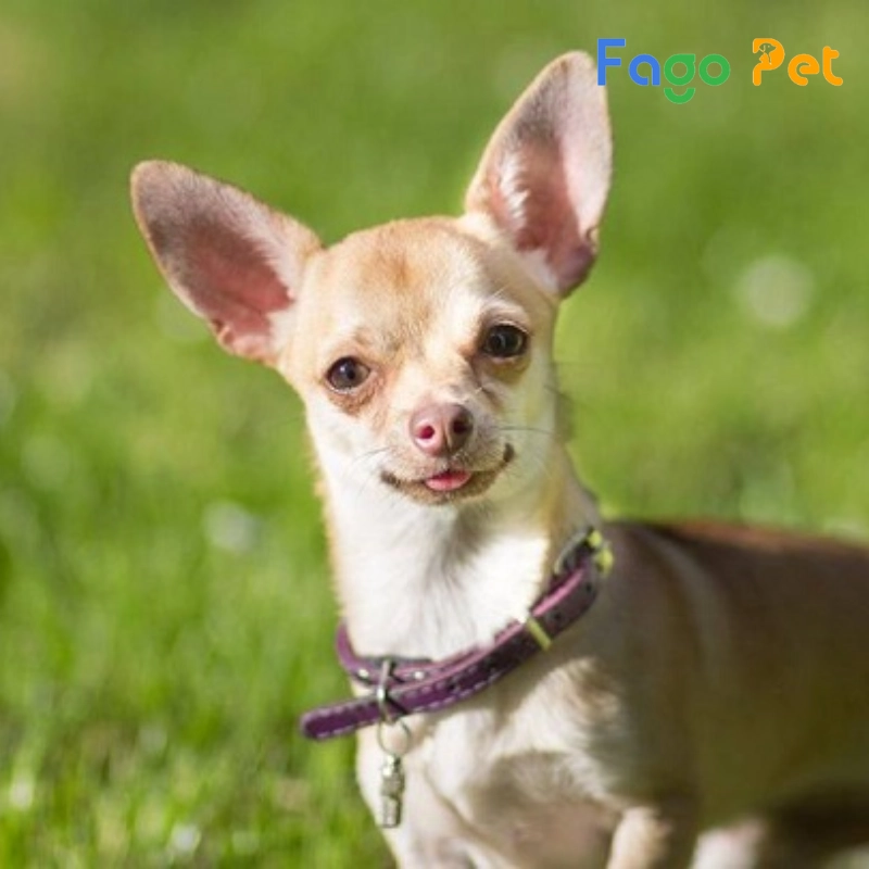 #Giá Chó Chihuahua Bao Nhiêu? Những Yếu Tố Ảnh Hưởng Đến Giá