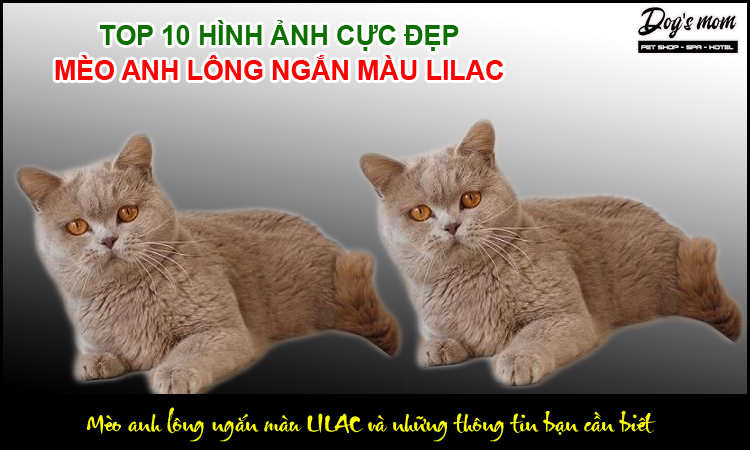 Mèo Anh Lông Ngắn Màu Lilac