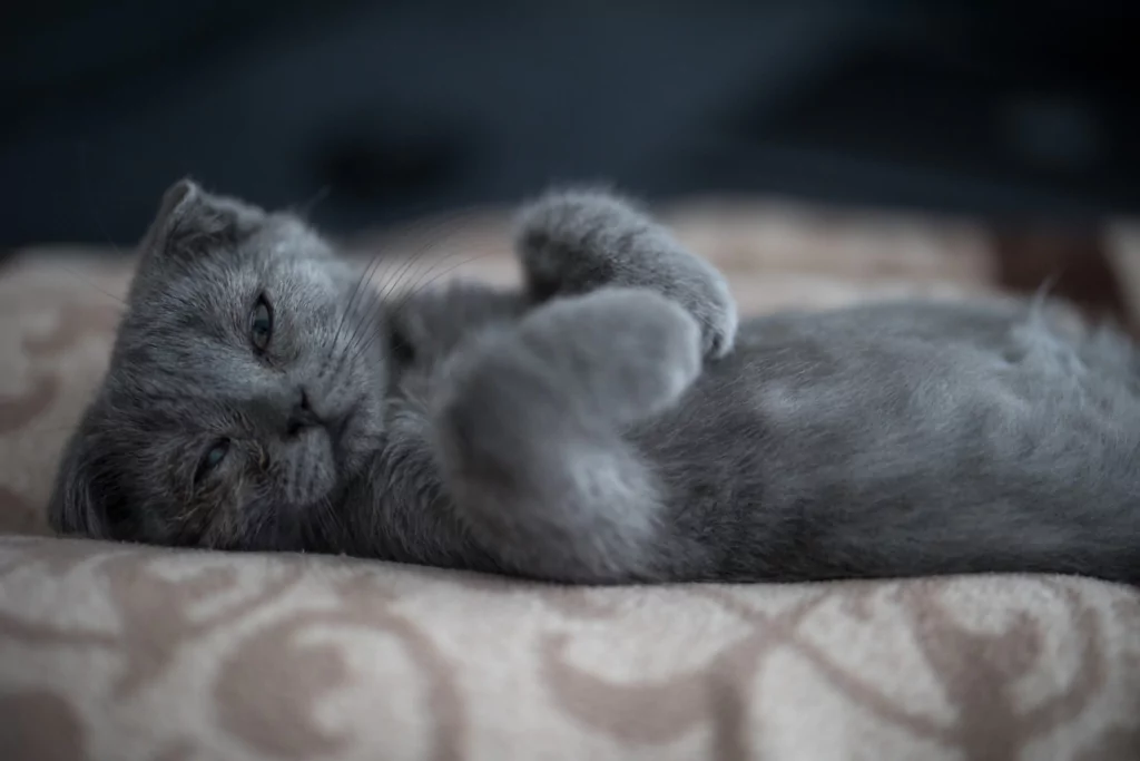 Friendly & Prohibited: Everything About the Scottish Fold