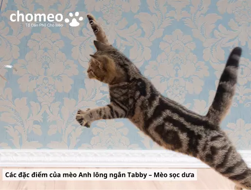 Mèo Anh lông ngắn Tabby, mèo sọc dưa thông tin đặc điểm