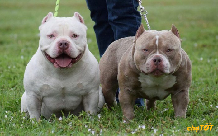 Mua Bán Chó Bully Mỹ Lai, Thuần Chủng, American Bully Giá Rẻ