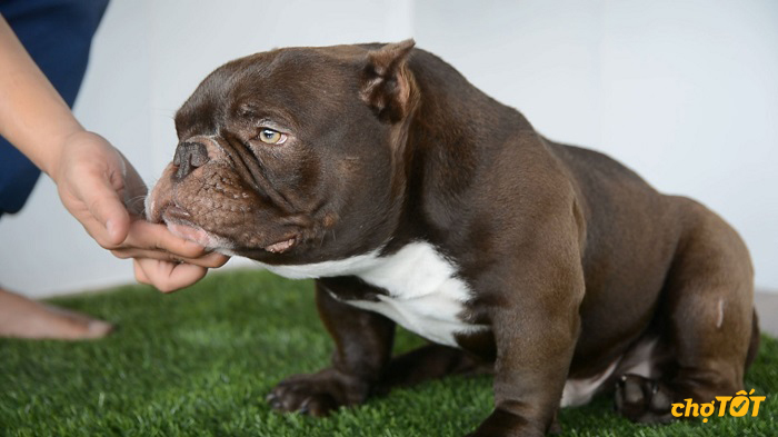 Mua Bán Chó Bully Mỹ Lai, Thuần Chủng, American Bully Giá Rẻ