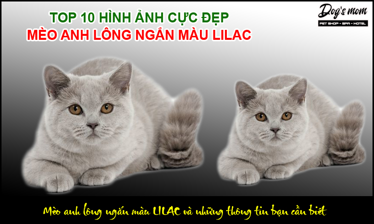 Mèo Anh Lông Ngắn Màu Lilac