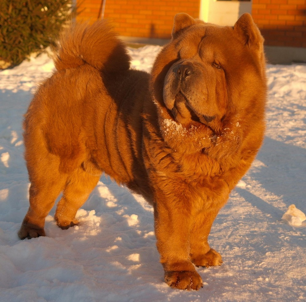 Chó Gấu Chow Chow Thuần Chủng, Chó Chow Chow Lai Đẹp, Giá Rẻ