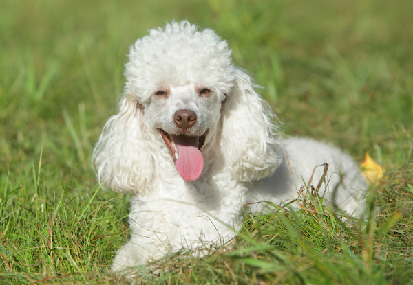 Miniature Poodle Dog Breed: Info, Pictures, Care, Traits & More - Dogster