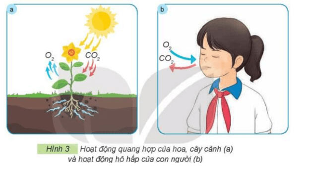 Công nghệ lớp 4 Bài 1: Lợi ích của hoa, cây cảnh đối với đời sống Giải Công nghệ lớp 4 Kết nối tri thức trang 6, 7, 8, 9, 10